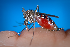 West Nile Mosquito